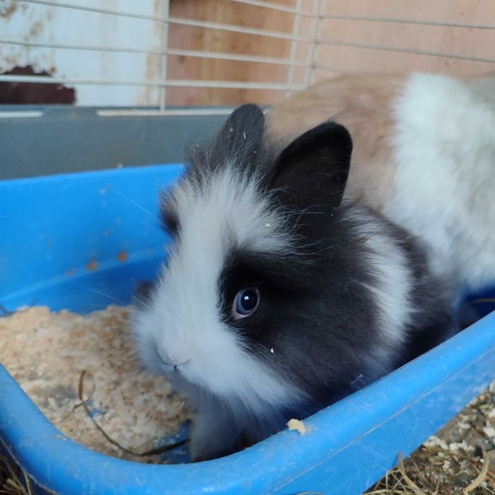 Króliki długowłose