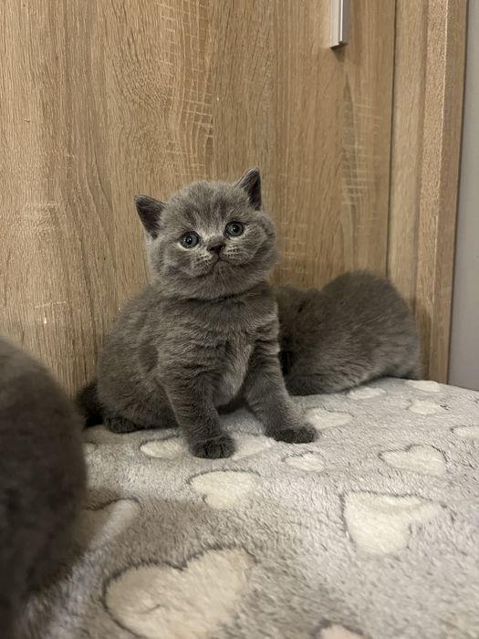 Kocur brytyjski, kot brytyjski, kotek brytyjski, brytyjczyk