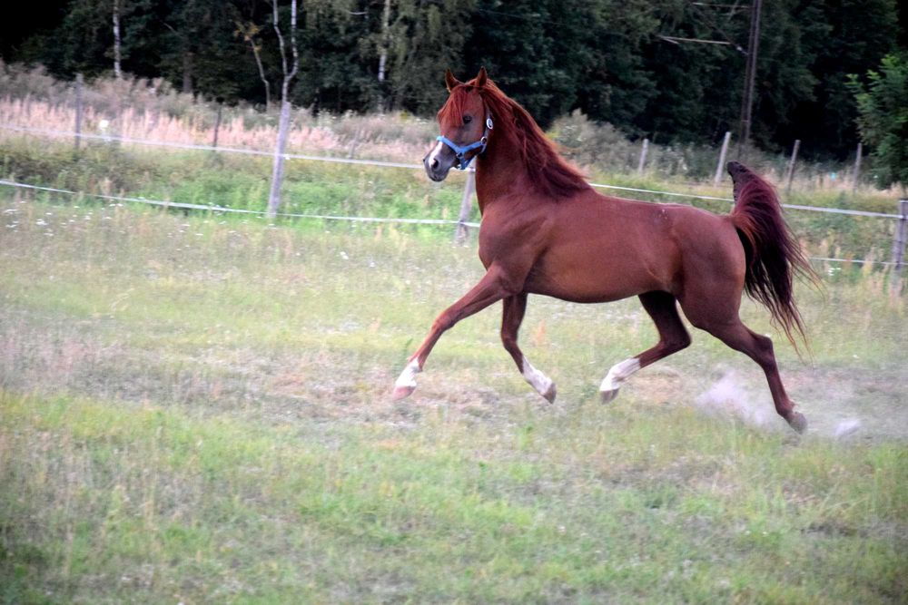 Koń GRUPA D do sportu!! 5 lat KASZTAN