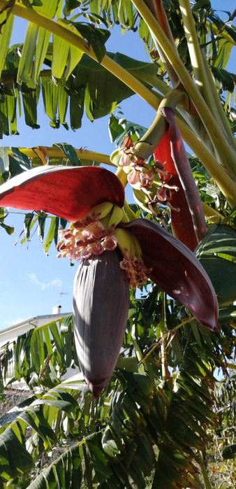 Bananeiras que produzem em Portugal Continental