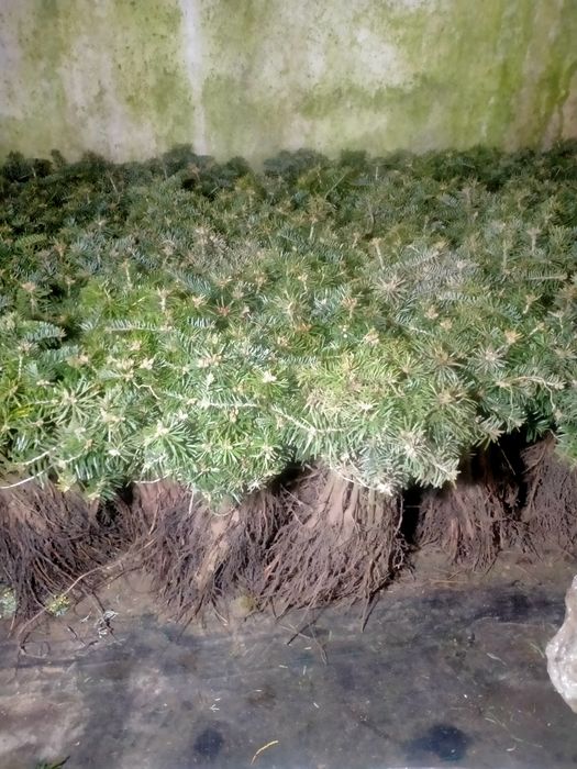 Jodła kaukaska AMBROLAURI abies nordmanniana sadzonki kopane