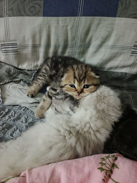 Шотландские вислоухие кошечки