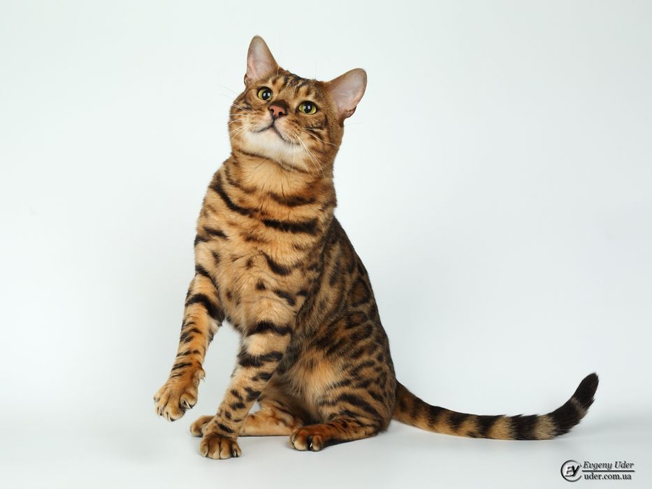 В'язка бенгалський кіт