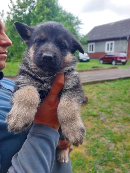 Німецьки Вівчарки