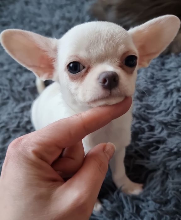 Chihuahua Krótkowłosa ZKwP FCI