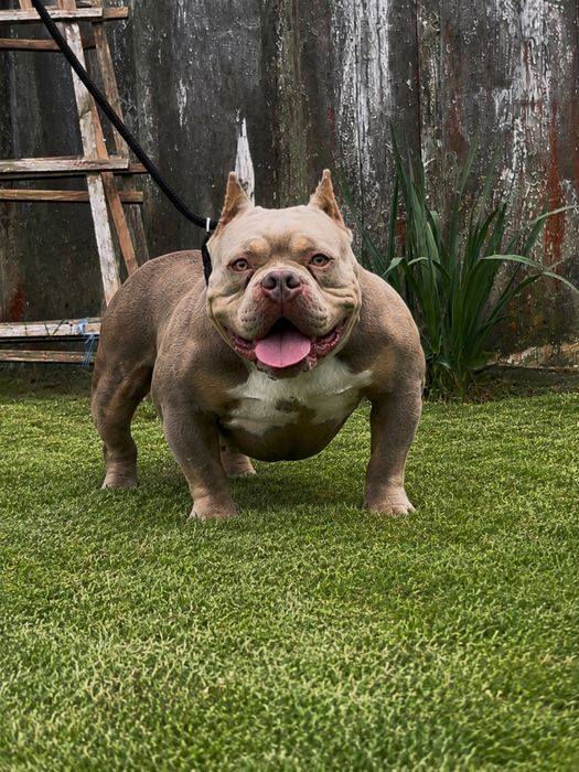 Samiec American bully ABKC