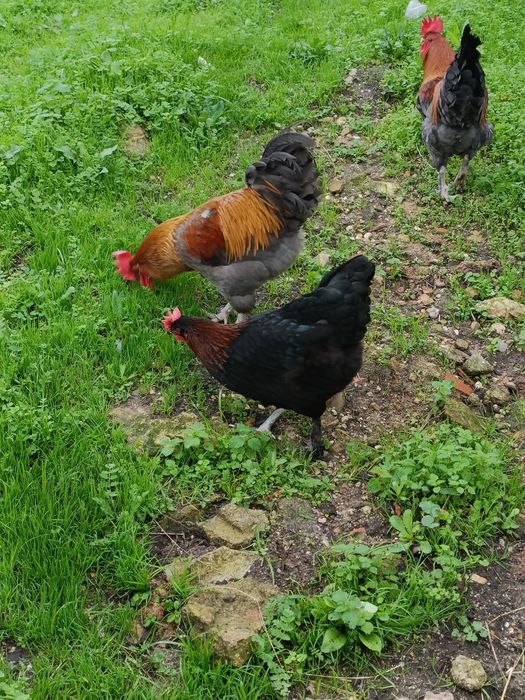 Ovos Galados Maran Black/Blue Cooper