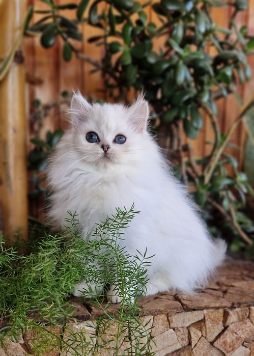 Породистый британський кот, серебристый линкс поинт