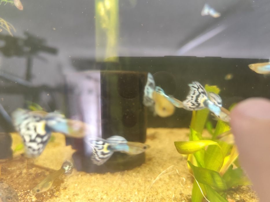 Guppys Japan blue mosaico