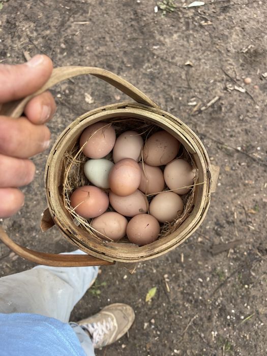 Pintos do Campo (Criação Biológica)