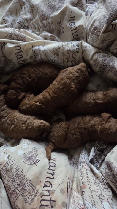 Той пудель мал дев