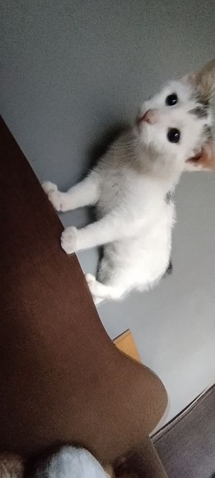 Oddam kotka w dobre ręce