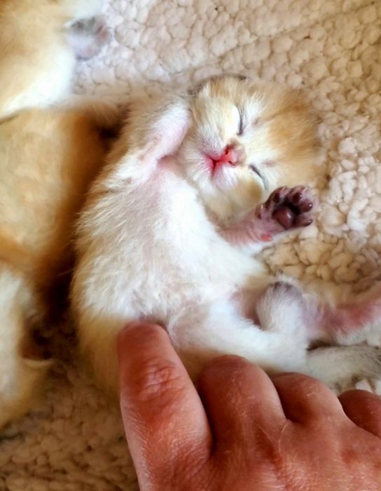 Котята золотая шиншилла,  есть вислоушки