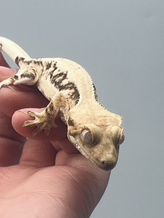 Gekon orzęsiony lily white