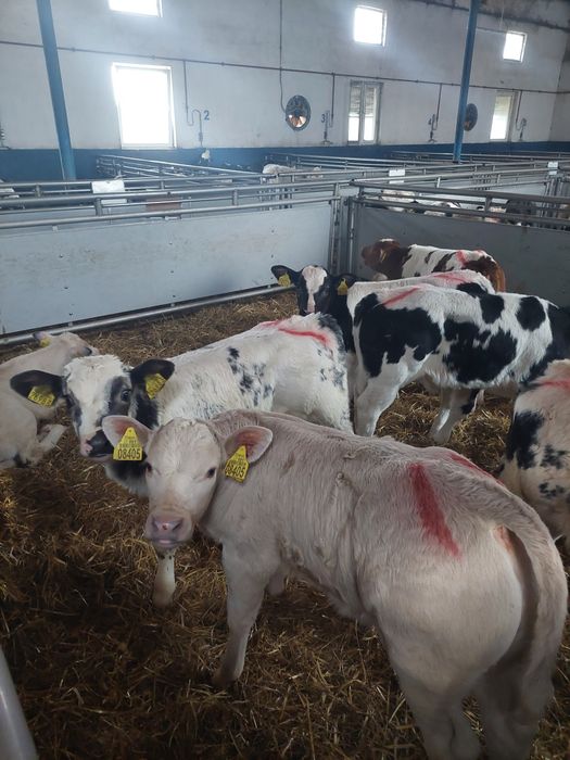 Cielaki do sprzedania