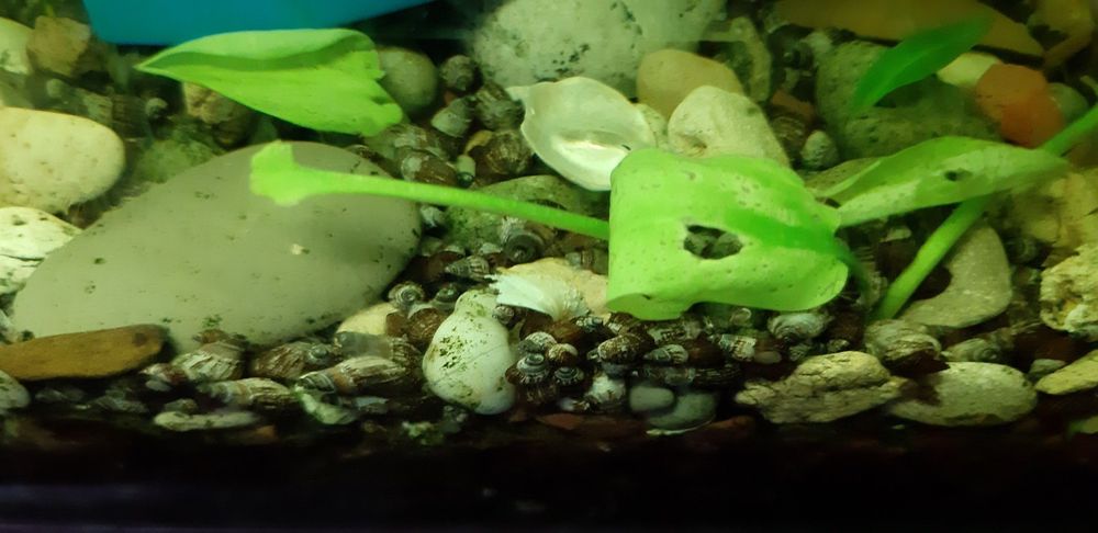 Улитки грунтовые