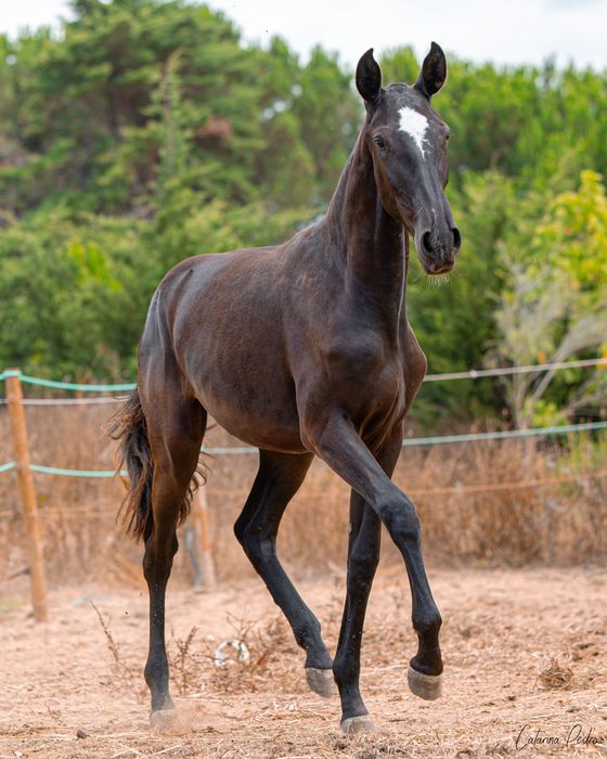 Poldra Puro Sangue Lusitano (1 ano)
