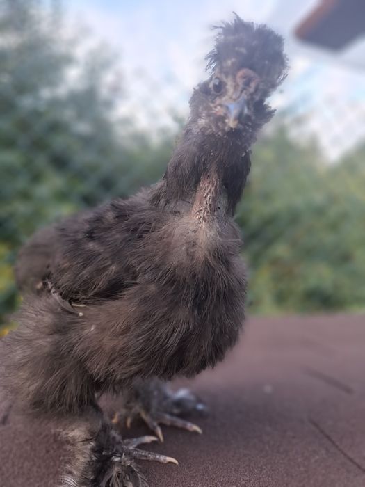 Piękne dwa koguty silki