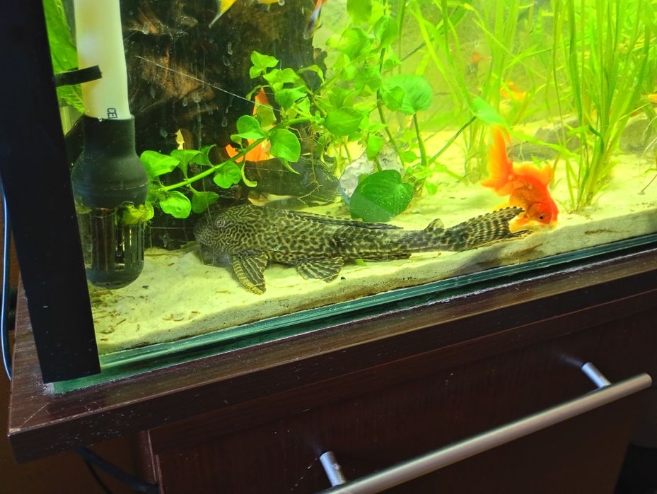 Sprzedam takiego osobnika