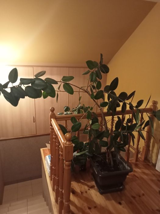 Kwiat fikus bardzo duży.