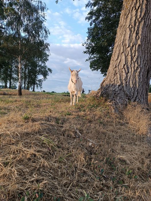 kozioł saaneński cap krycie