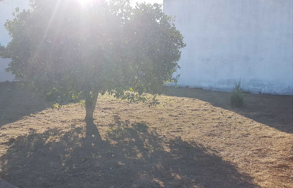 Limpamos terreno e matas à partir de 0,78€/m² - Coimbra e arredores