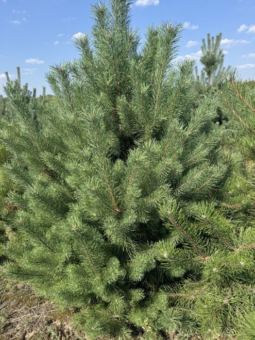 Sosna Pospolita z bryłą z plantacji, o wysokości 2-3m Sadzenie Transpo