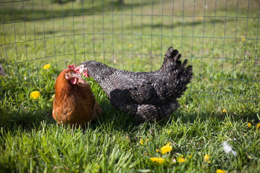 Kura kokoszka nioska Rosa na wybieg odchowana  dowóz na miejsce Gratis