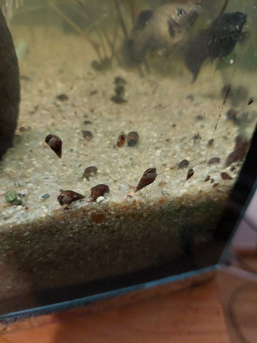 Ślimaki świderki cena za 10 sztuk