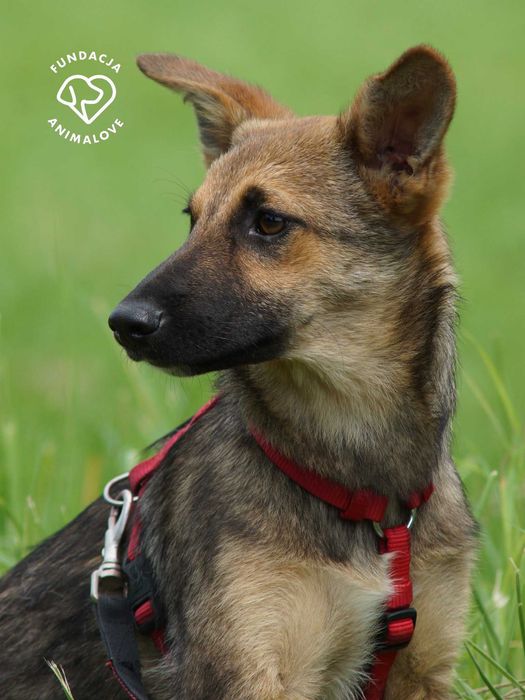 Piękna, mała i delikatna sunia szczeniak