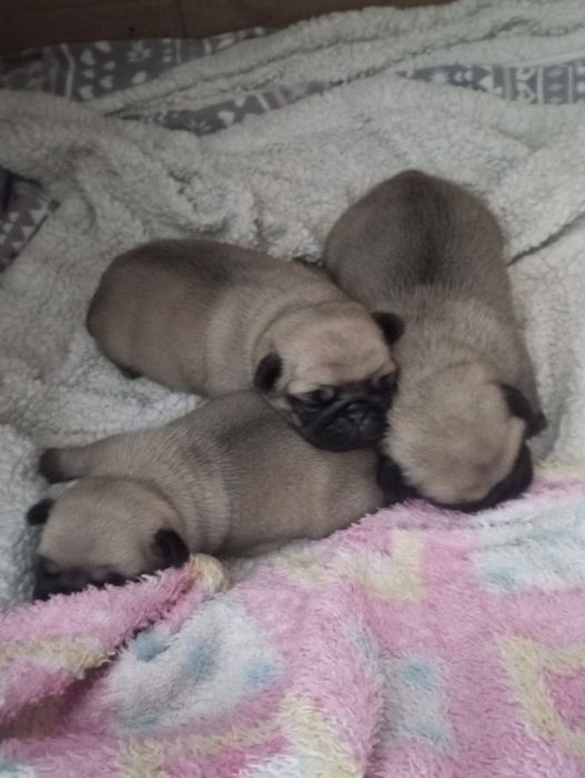 Мопсята з документами від заводчика