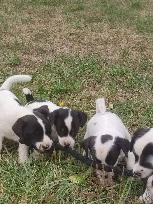 Jack Russell terrier