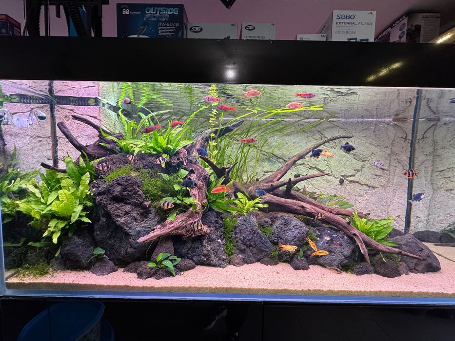 Akwarium – Serwis, Zakładanie, Czyszczenie, Pomoc, Modernizacja