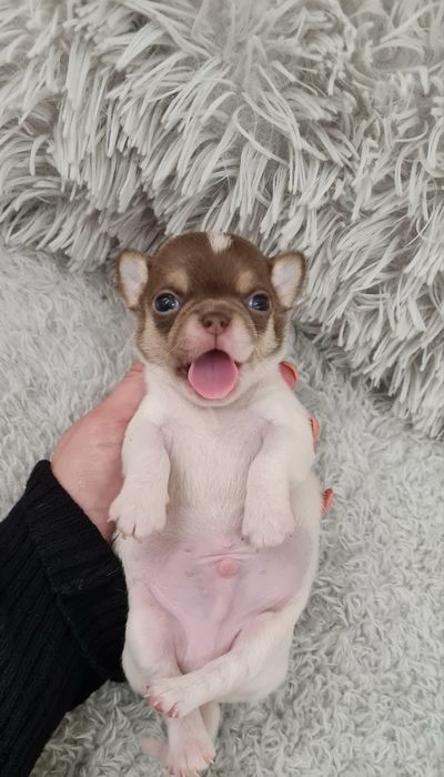 Excelente menino mini mini chihuahua/chiuaua linhagem Russa.Qualidd