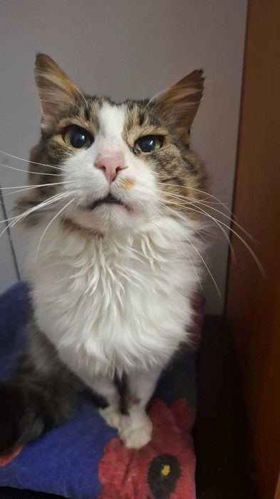 Чудовий котик Андрюша