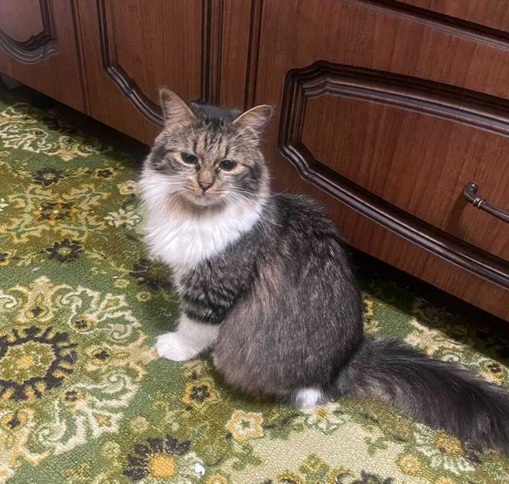 Котик Тішка шукає родину