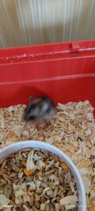 Хом'які порода джунгарики