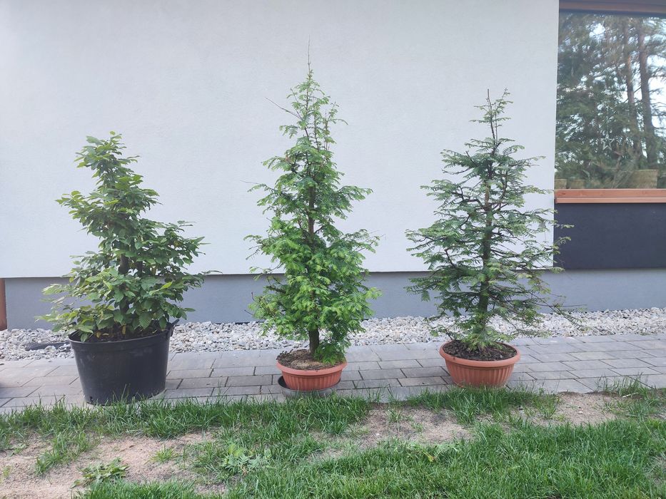 Grab pospolity pre bonsai