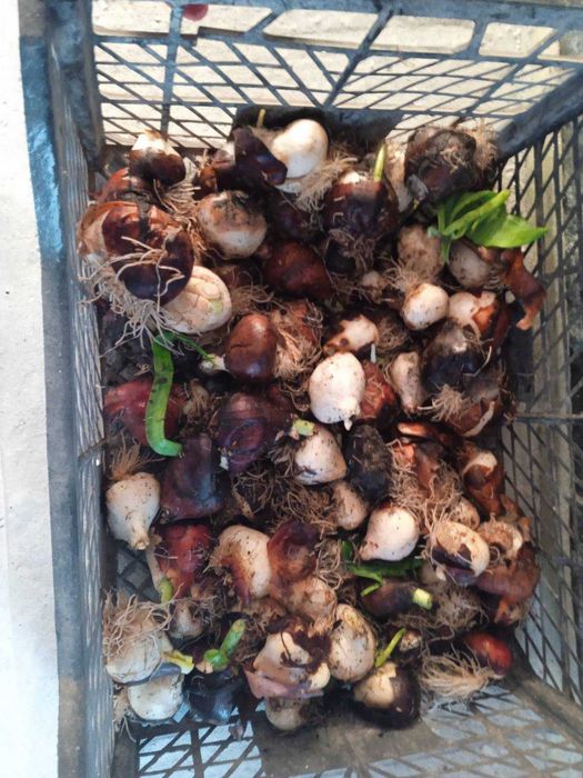 Цибулини тюльпанів на опт