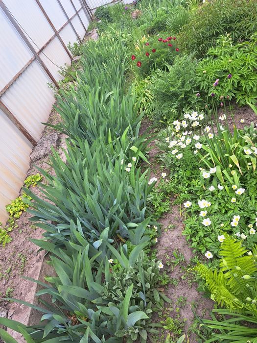 Квіти, багаторічники, 8 різних на 160грн!