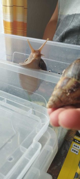 Равлики Ахатини