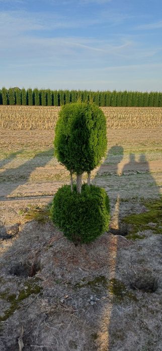 Thuja Szmaragd Spirale Kule