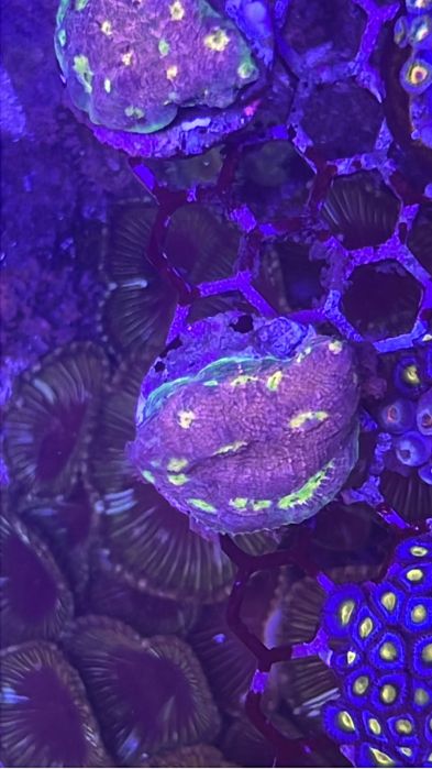 Frags zoanthus e mini colonias