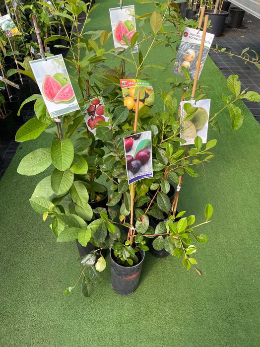 Araças e goiabas plantas.