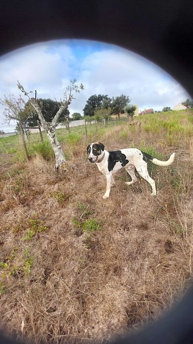 Cão de Gado Transmontano para acasalamento
