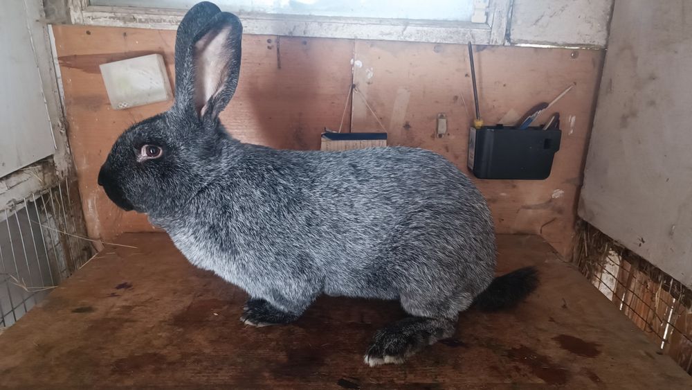 Продам Вагових кролів породи Полтавське Срібло
