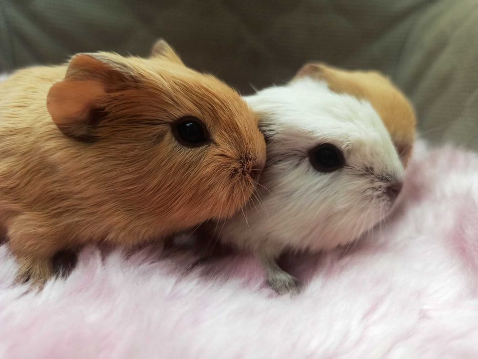 Świnka morska na sprzedaż