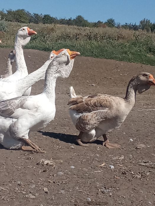 Продам гуси холмогори