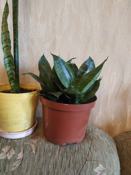 Сансеверия Сансеверія Сансевієрія кімнатна рослина вазонок