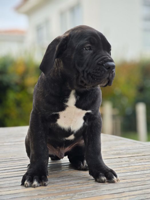 Macho Cane Corso